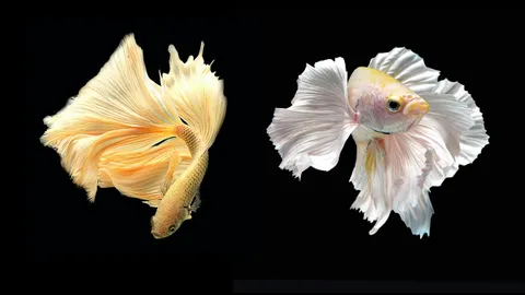 กระชับพื้นที่คุ้มครอง "ปลากัด" ป้องกันปัญหาโจรสลัดชีวภาพ-ขโมยพันธุกรรม