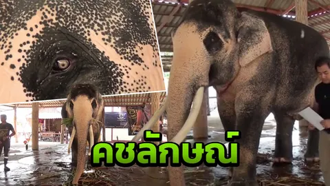 ตรวจคชลักษณ์ "พลายเอกชัย" เจ้าของพร้อมน้อมเกล้าฯ ถวายเป็นช้างมงคล 