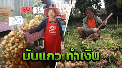 หนึ่งเดียวในอีสาน "มันแกวหวาน" ริมโขง สร้างรายได้วันละแสน งานพระธาตุพนม