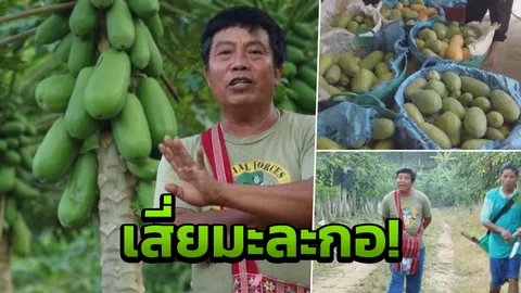 พี่รวยแล้ว สล่าอึ่ง อุ้มผาง ปลูก "มะละกอ" ปีเดียวได้ 13 ล้าน