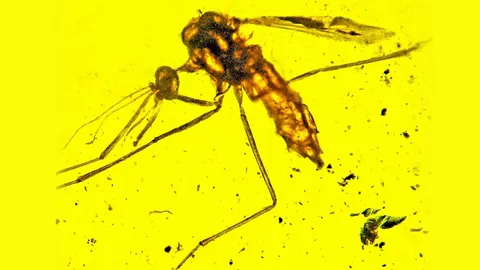 100 ล้านปีก่อนก็อาจมี ยุงที่เป็นพาหะมาลาเรีย