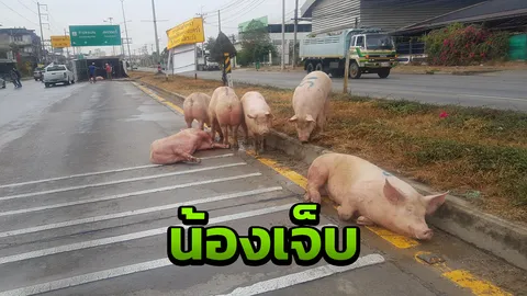 ฝนตกถนนลื่น รถขนหมูพลิกคว่ำ สุดเวทนา บางตัวนอนร้องเจ็บปวดกลางถนน
