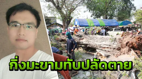 ลมพัดต้นมะขาม 300 ปีโค่น ปลัดอ.มหาชนะชัยโดนกิ่งทับ ล้มหัวฟาดขอบปูนตาย