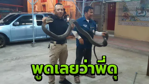 หมองูเมืองสุราษฎร์ฯ บุกจับจงอางยักษ์ ดุ ใหญ่ ยาว 4 ม.หาไออุ่นที่บ้านคน (คลิป)