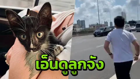 น้องรอดแล้ว เห็นแล้วชื่นใจ พลเมืองดีช่วย "ลูกแมว" วิ่งซุกซนบนทางด่วน (คลิป)