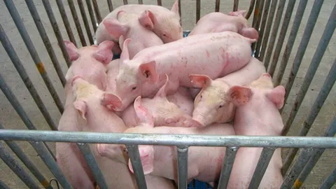 พาณิชย์ ลุ้นผลตรวจสารตกค้างหมูจากสหรัฐฯ หากพบปิดประตูนำเข้าแน่นอน