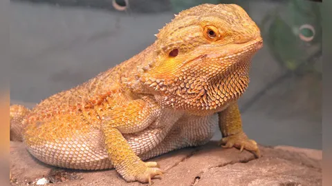 กิ้งก่าเบี๊ยด