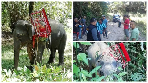 จนท.พังงาคุมพลายบุญมี ช้างสีดอตื่นตกใจได้แล้ว เด็กติดบนหลังเจ็บเล็กน้อย