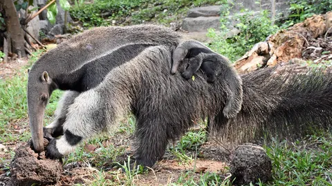 สมาชิกใหม่