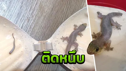 สาวโพสต์เจอ “จิ้งจก” ติดหนึบอยู่บนบราปีกนก คาดพยายามดิ้นหนีจนหางขาด