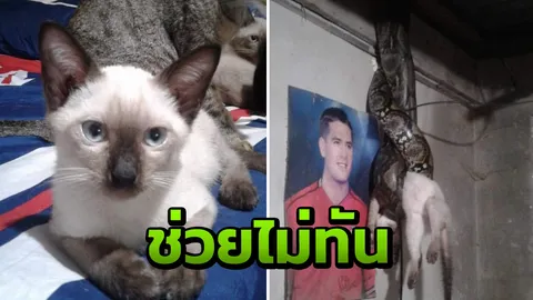 ยังช็อกไม่หาย หนุ่มกลับบ้านเจอแมวถูกงูรัดห้อยคากำแพง ขอโทษช่วยไม่ทัน