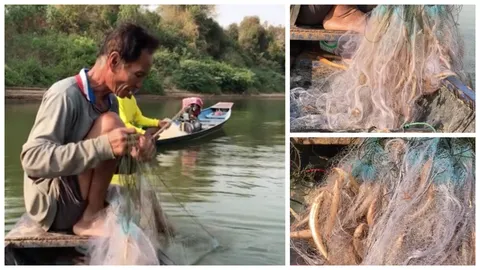 1 ปีมีรอบเดียวแม่น้ำชีน้ำลด ชาวบ้านขี้เหล็ก ออกจับปลารากกล้วยขาย 