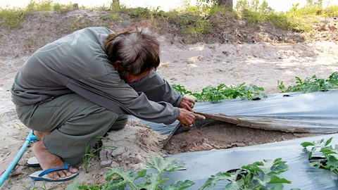 พลิกที่นาเป็นขุมทอง