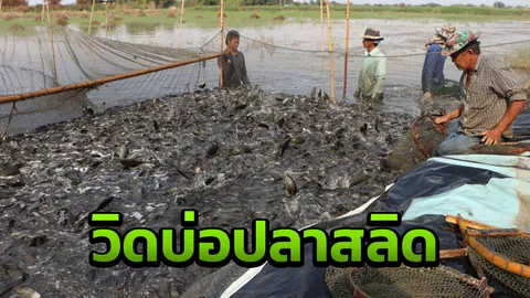 อากาศแปรปรวน เกษตรกรบางปะกงเร่งวิดบ่อปลาสลิด เกรงแล้งไม่มีน้ำเปลี่ยน