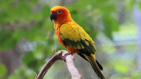 นกแก้วสุริยะ