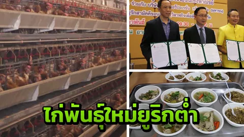 มข.ร่วมเอกชน พัฒนาไก่พันธุ์กรดยูริกต่ำ คนเป็นเก๊าท์กินได้เฮลธ์ตี้กินดี
