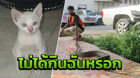 เหลือมยักษ์หิวโซ บุกร้านขายเส้นขนมจีนหวังกินลูกแมว คอหวยแอบส่องเลขบ้าน