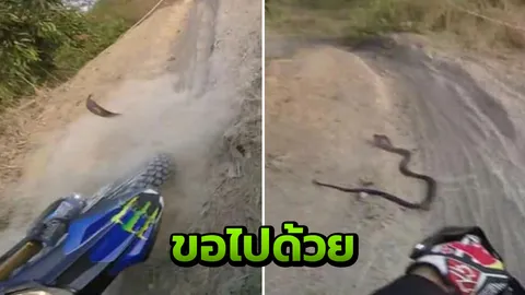 หนุ่มขี่มอเตอร์ไซค์วิบาก จ๊ะเอ๋ "งูเห่า" รีบทิ้งรถ หนีตาย (คลิป)