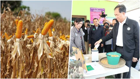 รมว.เกษตรฯ ปลื้มเกษตรกรปลูกข้าวโพด หลังฤดูทำนา โกยรายได้งาม 