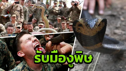 ผู้เชี่ยวชาญแนะ 7 วิธีปฐมพยาบาล เมื่อถูก "งูพิษ" กัด ป้องกันการสูญเสีย (คลิป)