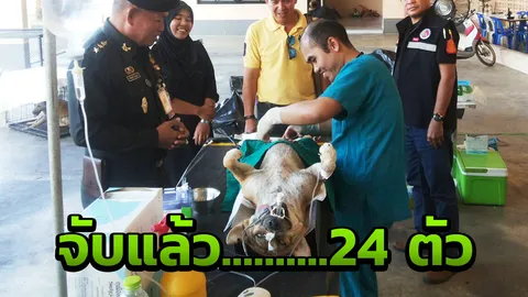 จับผู้ต้องหาเพิ่ม 24 ตัว สุนัขจรจัดหาดอ่าวนาง รุมกัดเด็กชายฟินแลนด์