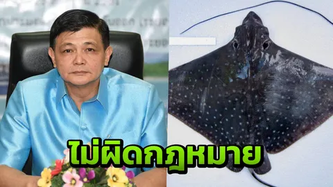 กรมประมงมาเอง ยืนยันกิน "กระเบนนก" ไม่ผิดกฎหมาย วอนคนช่วยกันอนุรักษ์