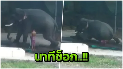 นาที คนเลี้ยงช้างอินเดีย โดนช้างทับ ขยี้ร่างดับสลด หลังเฆี่ยนจนโกรธ (คลิป)