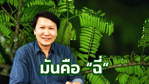 ฝนตกที่เดียว ใต้ต้นสะตอ ที่แท้แค่ "ฉี่จักจั่น"