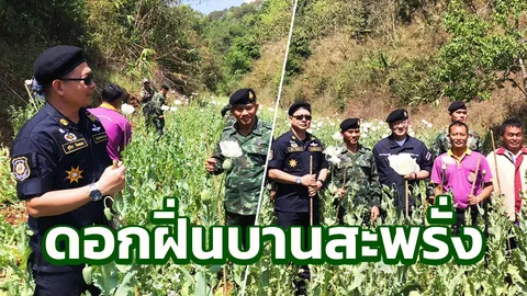 รองเลขาป.ป.ส.ลงพื้นที่เชียงดาว ลุยทำลายไร่ฝิ่น คนปลูก ยังวืด