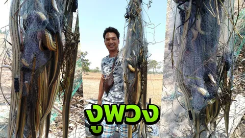 แวะมาหม่ำ หนุ่มไม่กล้าแกะ หลัง "งู" กินปลาติดตาข่ายเป็นฝูง