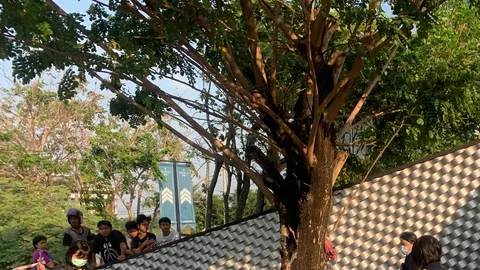 ตายหน้าปากทาง หนุ่มร้อยเอ็ดผูกคอดับใต้ต้นจามจุรี ปากซอยนนทบุรี 15