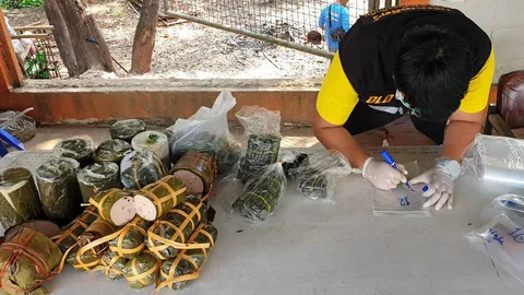 รวมพลังสกัดอหิวาห์หมู