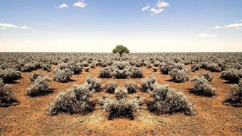 ระดับก๊าซคาร์บอนเพิ่มจะทำลายทุ่งสะวันนา