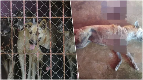 แค้นหมากัดไก่ชน เหนี่ยวไกยิงเจ้าศรีสุข ดับดิ้นต่อหน้าเจ้าของ