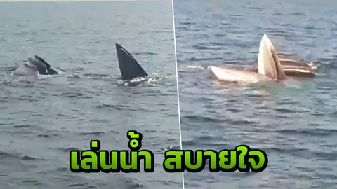 พบวาฬบรูด้า2คู่ ว่ายคลอเคลีย ใกล้ชายฝั่งที่ชุมพร เชื่อเพราะกฎเหล็ก"ลุงตู่"