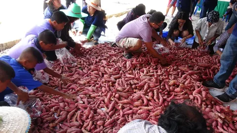  ชาวบ้านตาขันจัดงานวันมันเทศ คนแห่ลุ้นนาทีทอง โกยใส่ถุงใน 1 นาที 