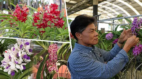 คนไทยทำได้...กล้วยไม้หอม ลูกผสมพ่อช้างเลี้ยงได้ทั่วโลก