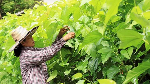 แปลงใหญ่หม่อนไหม ลานสัก