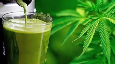 น้ำปั่น...กัญชาสด เทรนด์ฮิตมาแรง