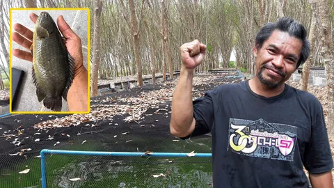 เลี้ยงปลาหมอไม่ง้อยาง 5 เดือน..ตัวละครึ่งโล