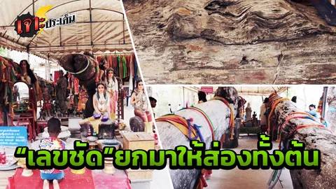 ลาภก้อนใหญ่ ให้รางวัลที่1ซ้ำซ้อน ชาวบ้านแห่ถูตะเคียนยักษ์ วัดไพรพัฒนา