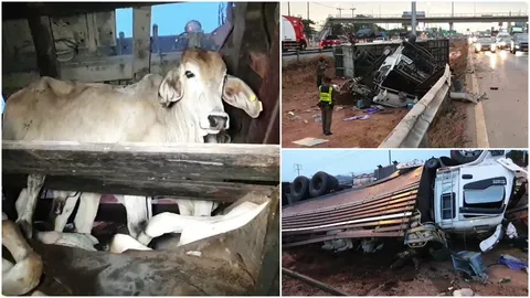 สลดใจพ่วง 22 ล้อบรรทุกวัวไปเชือด พลิกคว่ำที่สมุทรสาคร ตายคาคอกนับสิบ