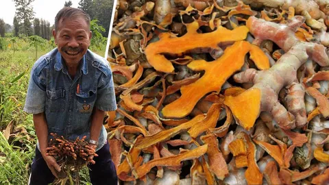 ชุมชนพระธาตุเมินข้าวโพด เปลี่ยนปลูกขมิ้นชันส่ง องค์การเภสัชกรรม