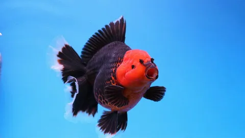 มหกรรมปลาทองนานาชาติ