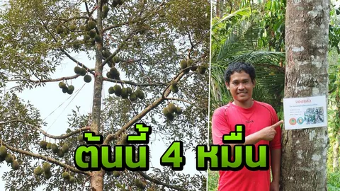 เหมายกต้น ทุเรียนพวงมณี เกาะช้าง 4 หมื่น 215 ลูกเอาไปขายเอง  