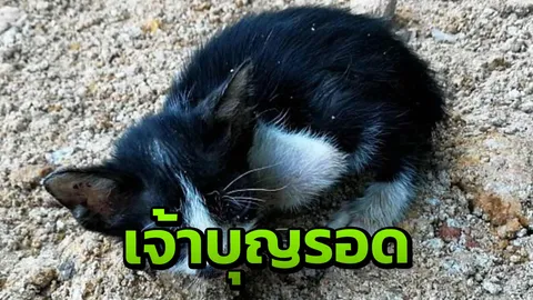แสนใจร้าย จับลูกแมว5ตัวใส่ถุงปุ๋ยมัดปาก โยนข้างทาง รอดตัวเดียว 