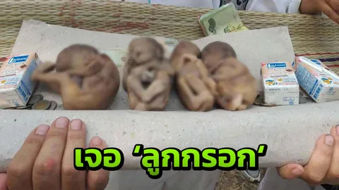 ตะลึง ล้างป่าช้าเจอ "ลูกกรอก 4 ร่าง" ตั้งชื่อ มาก มี เงิน ทอง 