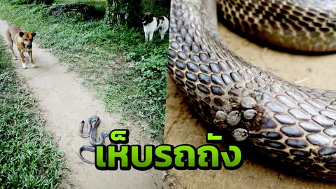 "เห็บรถถัง" เกาะแน่นหนึบสะบัดไม่มีหลุด นอนดูดเลือดบนตัว "งูเห่า" 