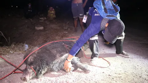 ชาวบ้านกว่า 20 คนช่วยจับหมูป่ากลับวัดสองคลอง หลังหลงนานนับเดือน