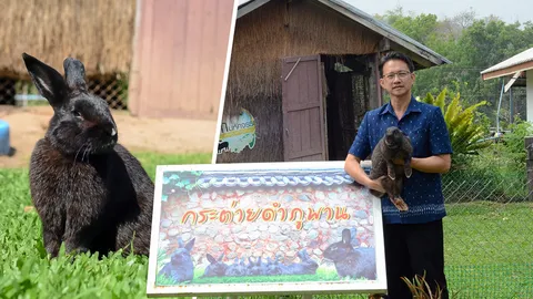 กระต่ายดำภูพาน ต้นทุนต่ำ..ไม่พึ่งอาหารเม็ด
